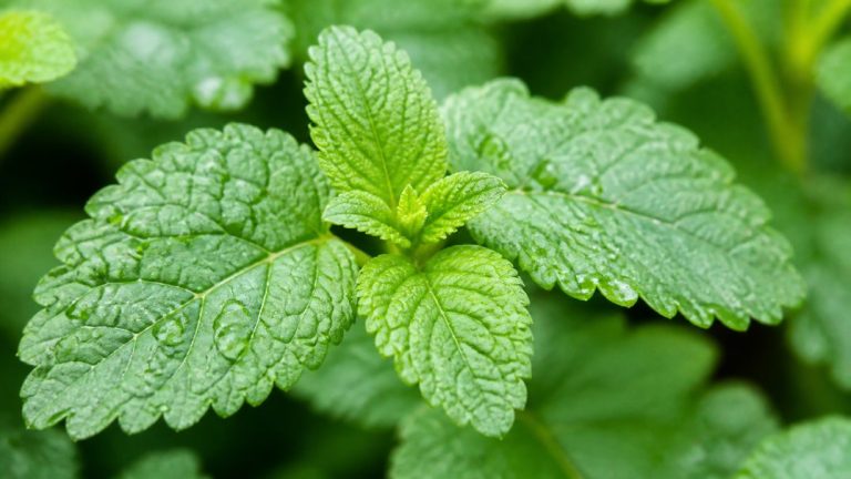 lemon balm for sleep
